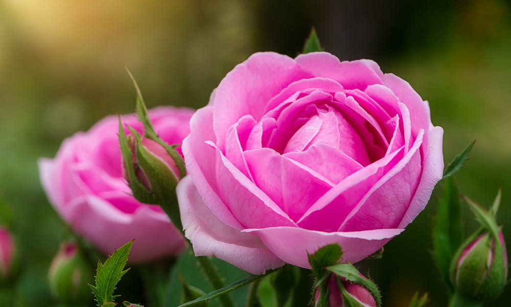 Rosas – La Flor Romántica Por Excelencia