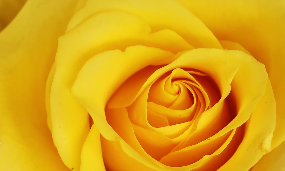 Rosas Amarillas – ¿En Que Quedan Bien?