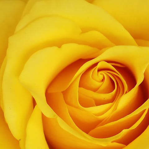 Rosas Amarillas – ¿En Que Quedan Bien?