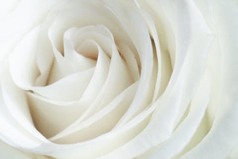 Rosas Blancas – Presentes en Todo Tipo de Eventos