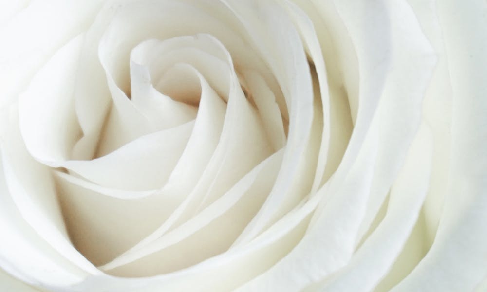 Rosas Blancas – Presentes en Todo Tipo de Eventos