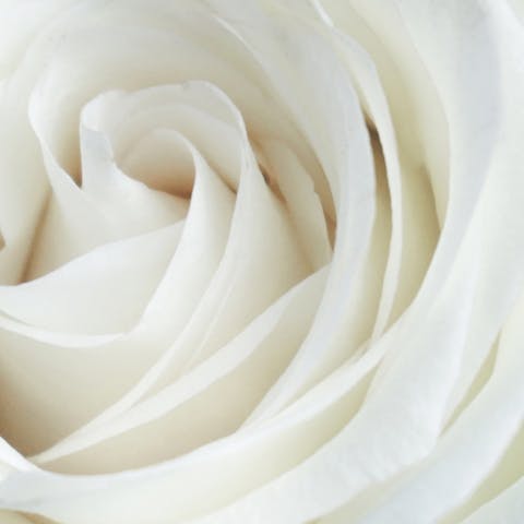 Rosas Blancas – Presentes en Todo Tipo de Eventos