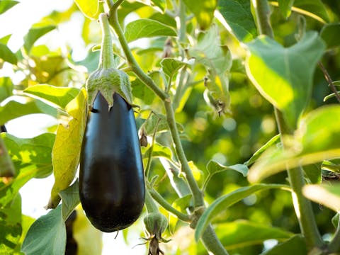 <strong>El arte y la ciencia de cultivar berenjenas</strong>