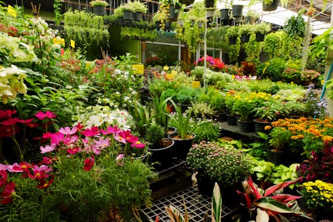 Floristerías Zamora – Comprar Flores En Esta Zona