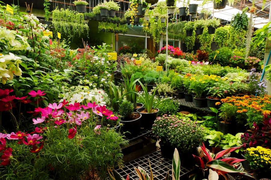 Floristerías Zamora – Comprar Flores En Esta Zona