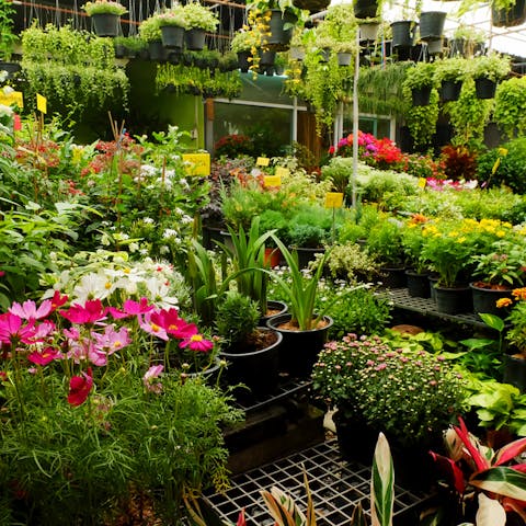 Floristerías Zamora – Comprar Flores En Esta Zona