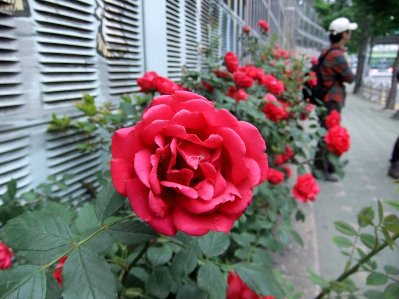 Floristerías Ferrol – Aprovechando El Camino de Rosas