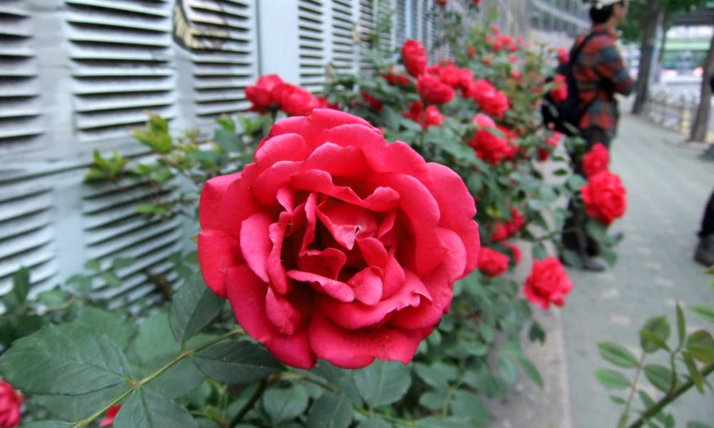 Floristerías Ferrol – Aprovechando El Camino de Rosas