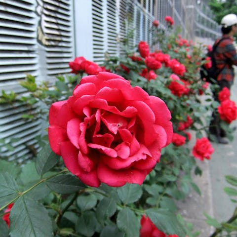 Floristerías Ferrol – Aprovechando El Camino de Rosas