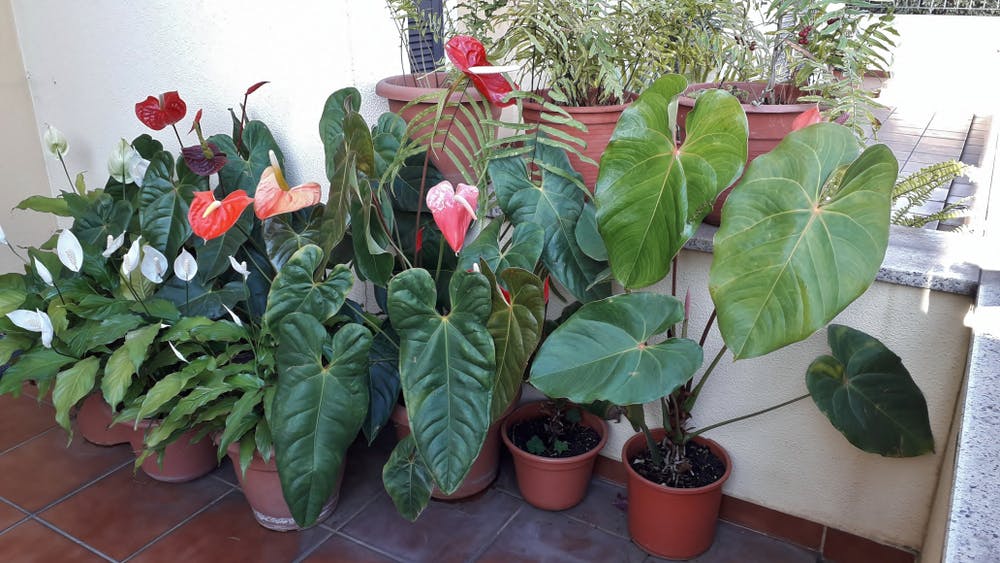 El Anturio o Anthurium La Planta Exótica De Decoración