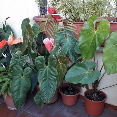 El Anturio o Anthurium La Planta Exótica De Decoración