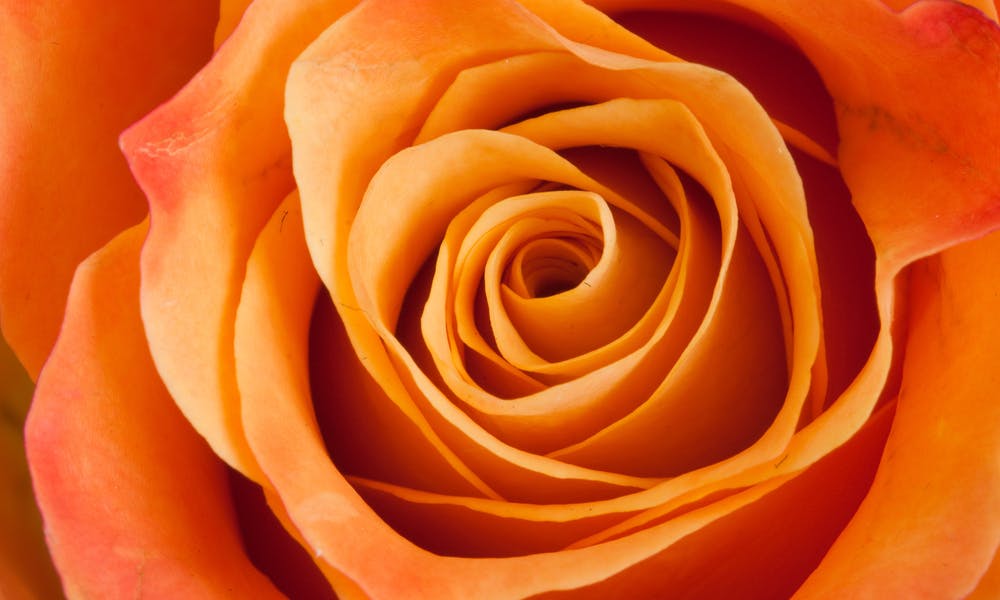 Rosas Naranjas – Dale un Toque de Vida a tu Arreglo