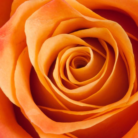 Rosas Naranjas – Dale un Toque de Vida a tu Arreglo