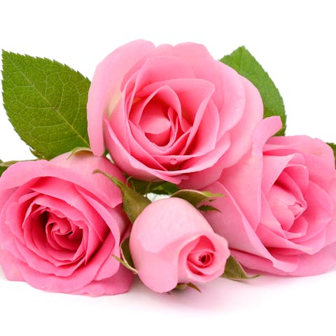 Rosas Rosas, La Elegancia de los Tonos Rosados