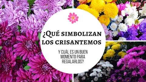 ¿Qué simbolizan los crisantemos y cuál es un buen momento para regalarlos?