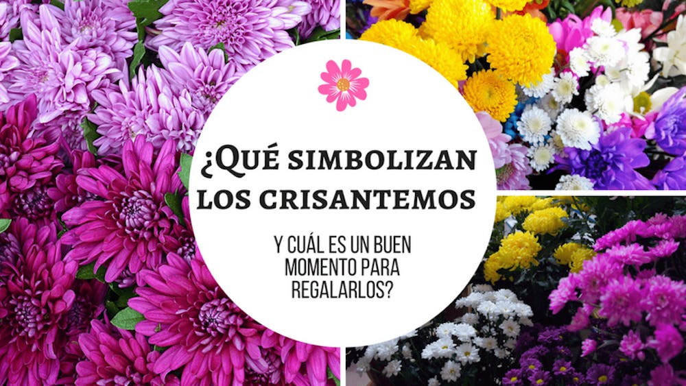 ¿Qué simbolizan los crisantemos y cuál es un buen momento para regalarlos?