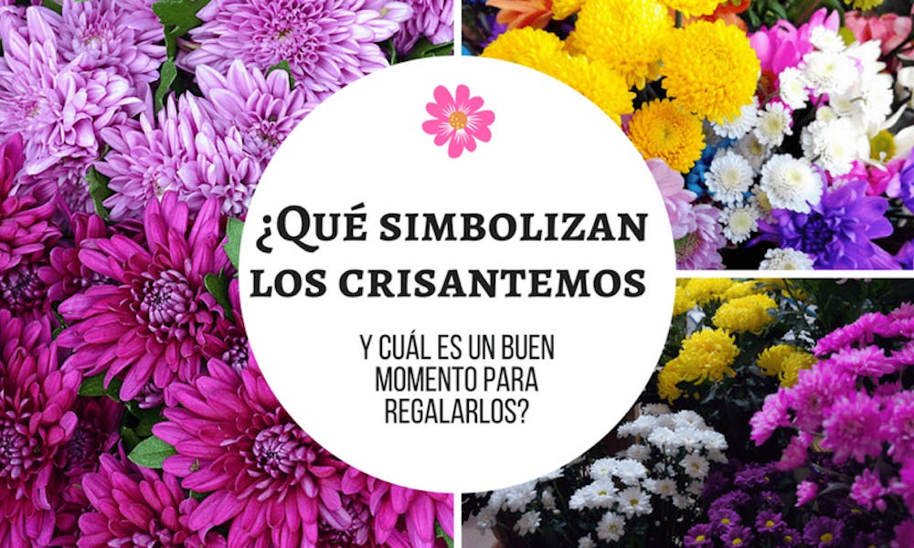 ¿Qué simbolizan los crisantemos y cuál es un buen momento para regalarlos?