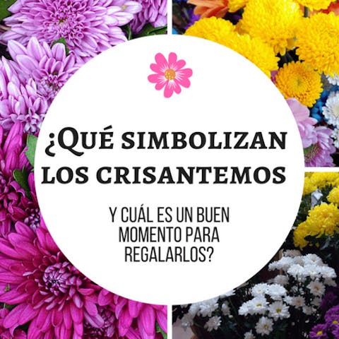 ¿Qué simbolizan los crisantemos y cuál es un buen momento para regalarlos?