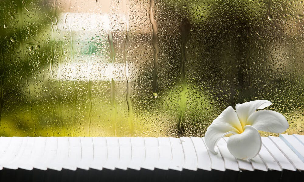 No dejes que el invierno pueda contigo: 5 flores para alegrar tu Blue Monday