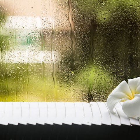 No dejes que el invierno pueda contigo: 5 flores para alegrar tu Blue Monday