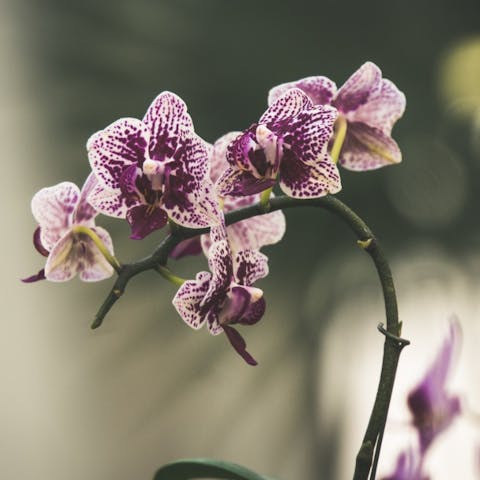 Tipos de Orquídeas – ¿Que Queda Mejor Para La Ocasión?