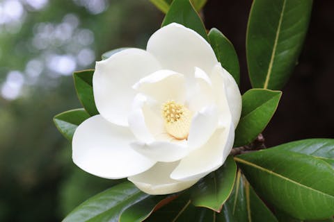 La magnolia