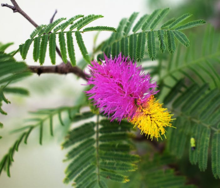 Mimosa Árbol o Planta – Como Cuidar de Estos Bellos Ejemplares