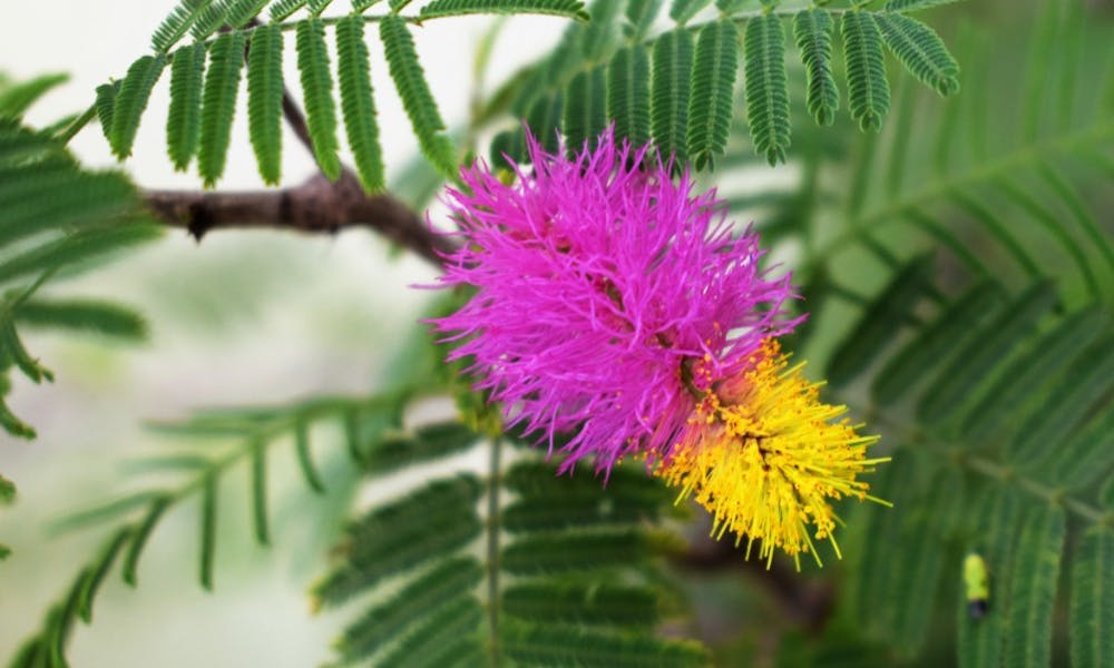 Mimosa Árbol o Planta – Como Cuidar de Estos Bellos Ejemplares