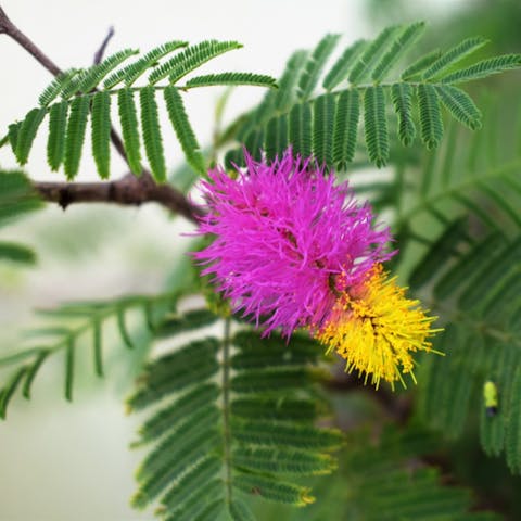 Mimosa Árbol o Planta – Como Cuidar de Estos Bellos Ejemplares