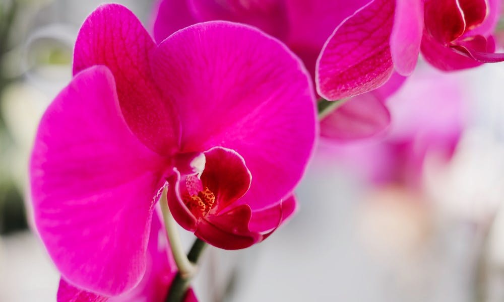 Orquídeas Precio – ¿Cómo Sé Que Estoy Ante una Buena Oferta?