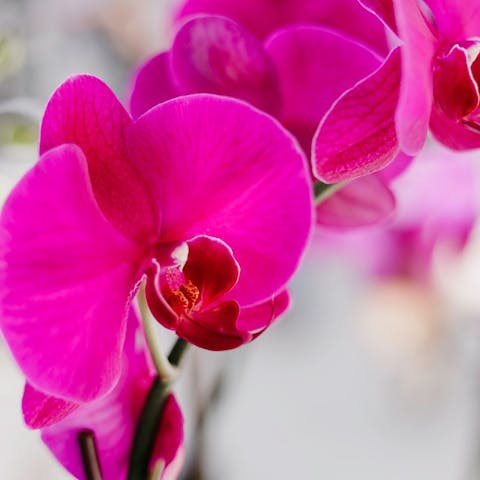 Orquídeas Precio – ¿Cómo Sé Que Estoy Ante una Buena Oferta?