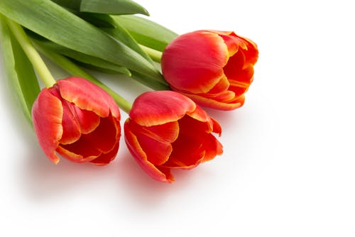 Red tulips on white background