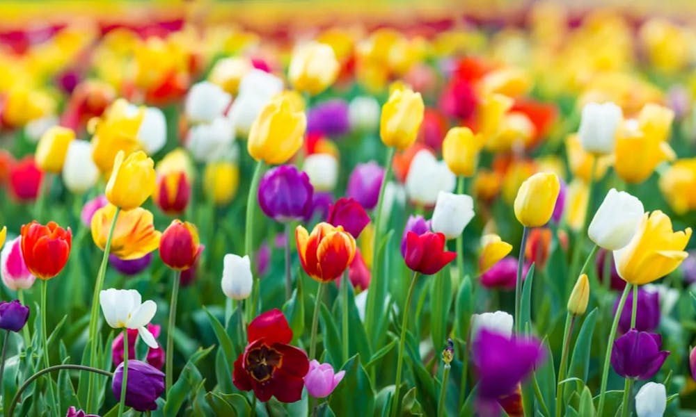 Guía sobre el significado del color de los tulipanes