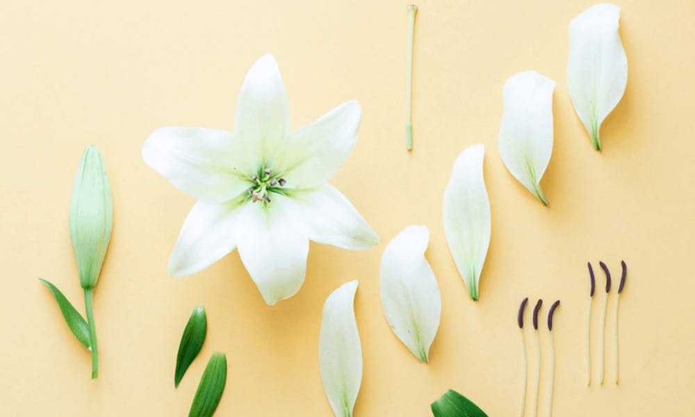 Cómo identificar las principales partes de una flor