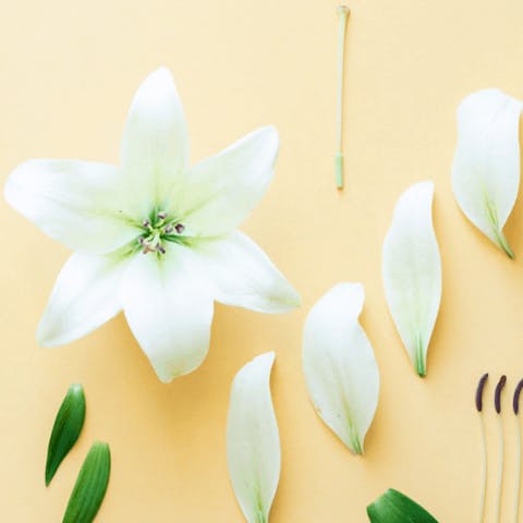 Cómo identificar las principales partes de una flor