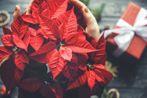 Cómo cuidar la planta de Navidad