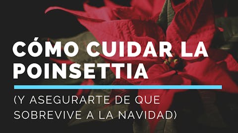 Cómo cuidar la planta de Navidad