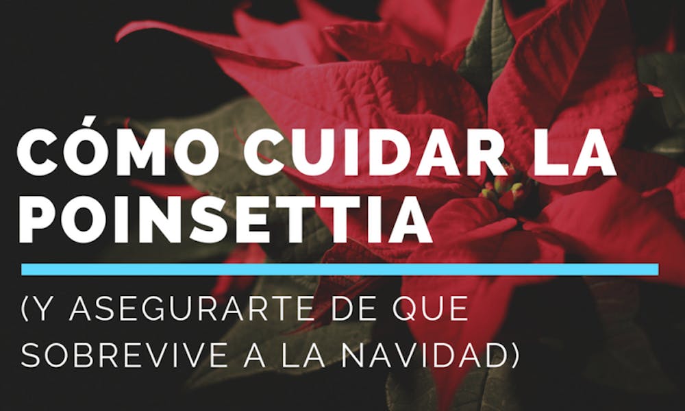 Cómo cuidar la planta de Navidad