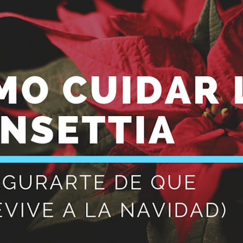 Cómo cuidar la planta de Navidad
