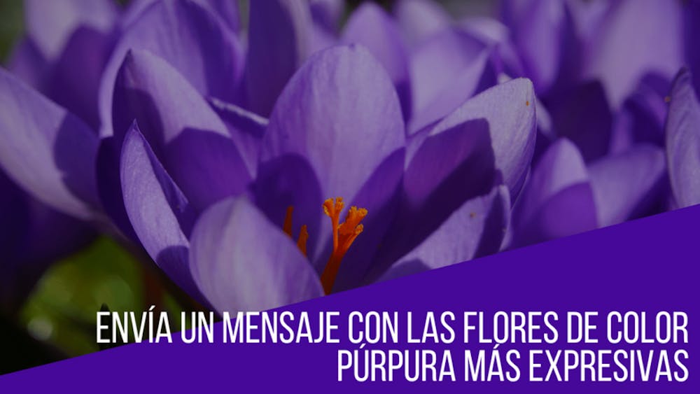 Envía un mensaje con las flores de color púrpura más expresivas