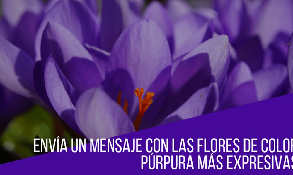 Envía un mensaje con las flores de color púrpura más expresivas