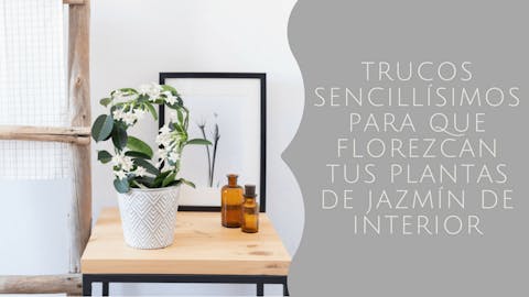 Trucos sencillísimos para que florezcan tus plantas de jazmín de interior