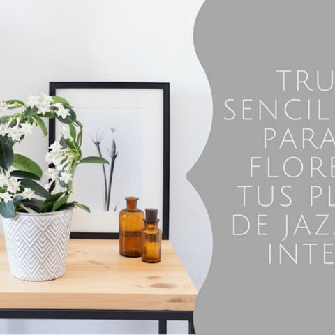 Trucos sencillísimos para que florezcan tus plantas de jazmín de interior