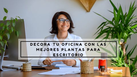 Decora tu oficina con las mejores plantas para escritorio