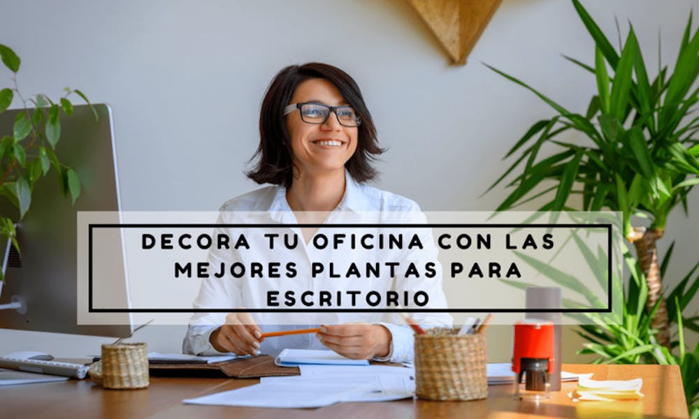 Decora tu oficina con las mejores plantas para escritorio