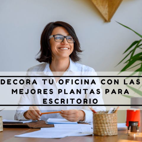 Decora tu oficina con las mejores plantas para escritorio