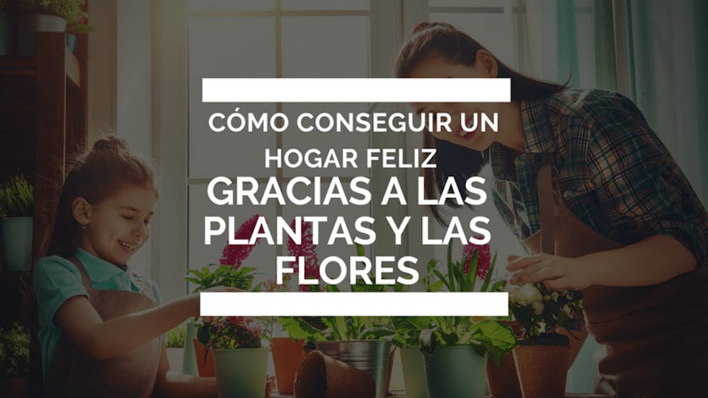 Cómo conseguir un hogar feliz gracias a las plantas y las flores