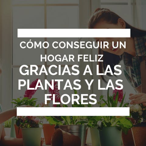 Cómo conseguir un hogar feliz gracias a las plantas y las flores