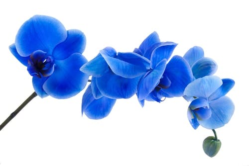 Orquídeas azules con fondo blanco