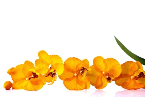 orquídeas naranjas con fondo blanco